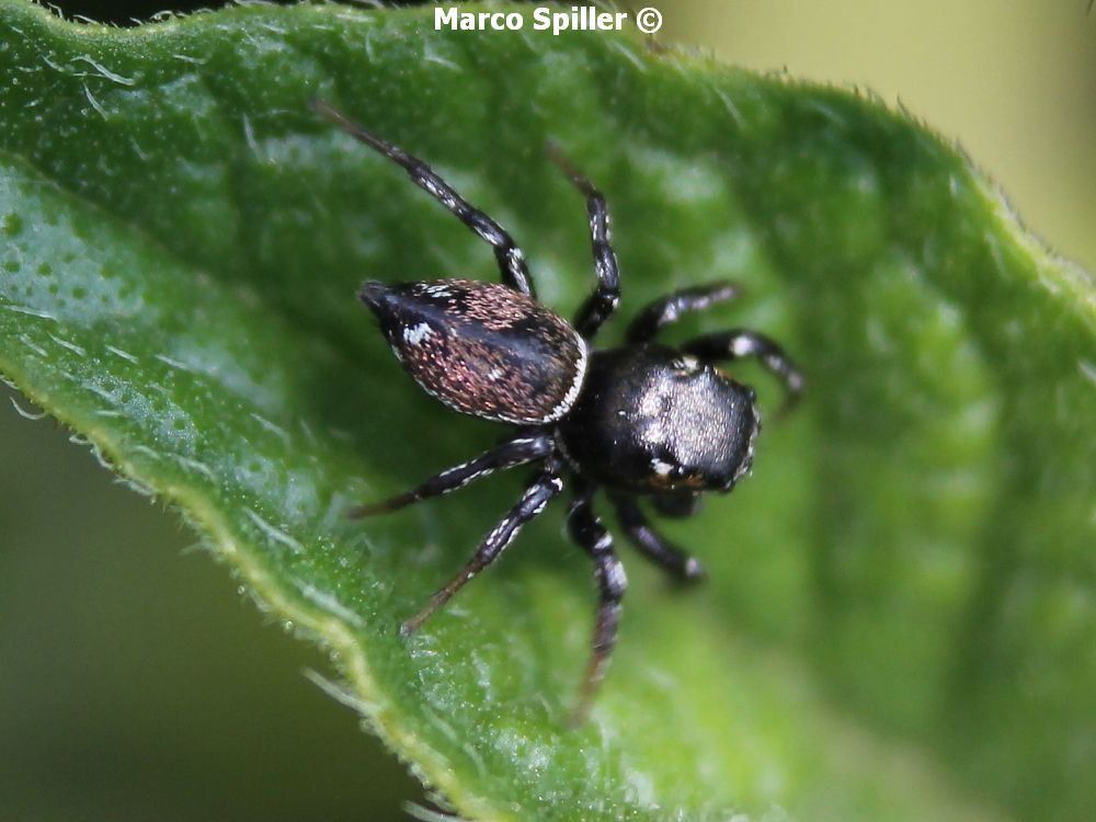 Heliophanus sp. - Vicenza (VI)